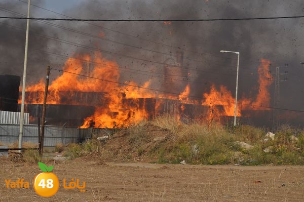 fireludkartoonmasna34 (19).JPG